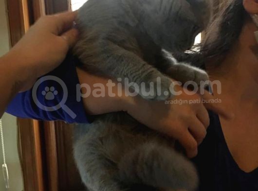 Li̇lac Scottish Fold Yavru görsel
