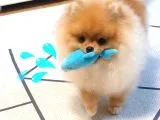 Pomerani̇an Boo Yavruları