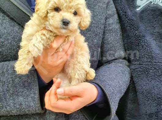 Sevi̇mli̇ Poodle Yavruları görsel