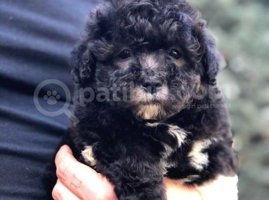 Pantom Maltipoo Yavrumuz görsel