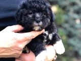 Pantom Maltipoo Yavrumuz