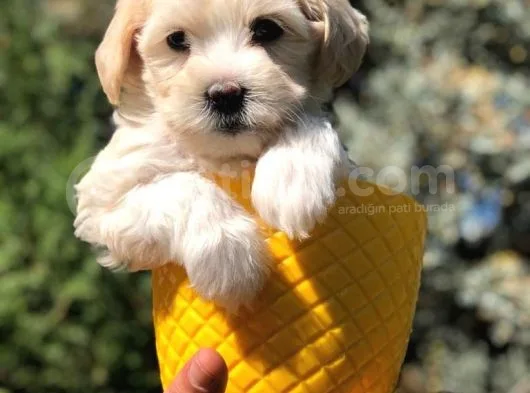 Veteriner Teknikerinden Sevimli Maltipoo Yavrumuz