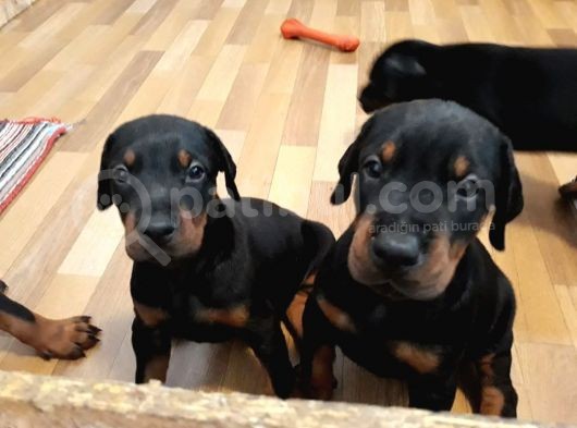 Doberman Yavruları görsel