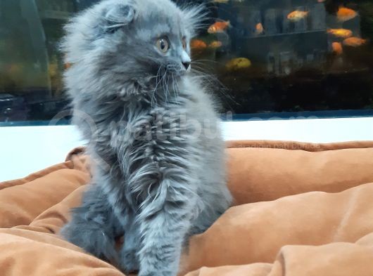 British Longhair görsel
