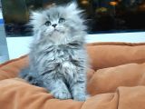 British Longhair