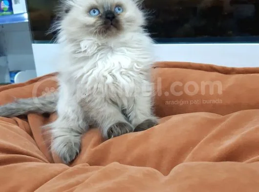 British Longhair