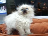 British Longhair