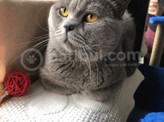 British Shorthair 1 Buçuk Yaşında görsel