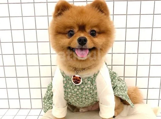 Pomeranian Boo Yavruları