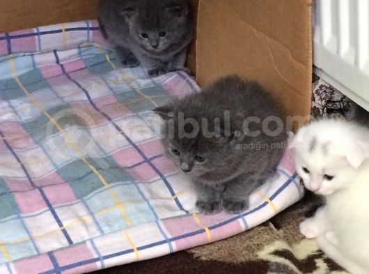 Scottish Fold Ve British Kardeş Yavrular görsel