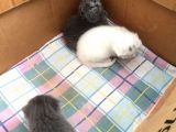 Scottish Fold Ve British Kardeş Yavrular