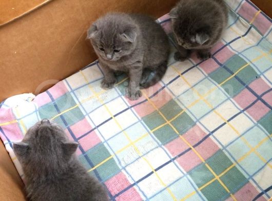 Scottish Fold Ve British Kardeş Yavrular görsel