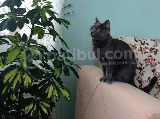 Scottish Fold Ve British Kardeş Yavrular