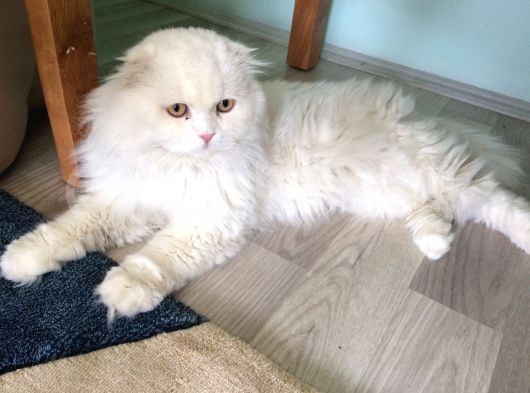 Scottish Fold Ve British Kardeş Yavrular görsel