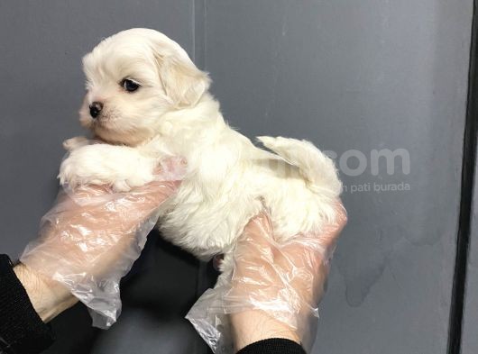 Mükemmel Kalite Maltese Terrier Yavruları görsel