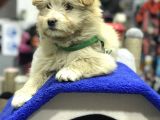 Oyuncak Erkek Terrier Yavru