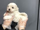 Mükemmel Kalite Maltese Terrier Yavruları