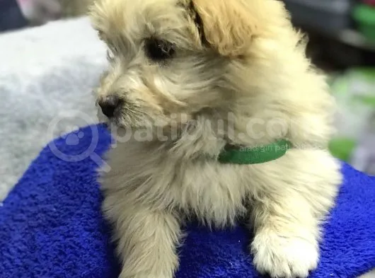 Oyuncak Erkek Terrier Yavru