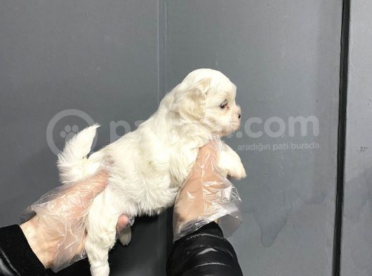 Mükemmel Kalite Maltese Terrier Yavruları görsel