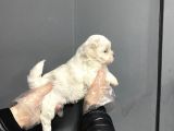 Mükemmel Kalite Maltese Terrier Yavruları