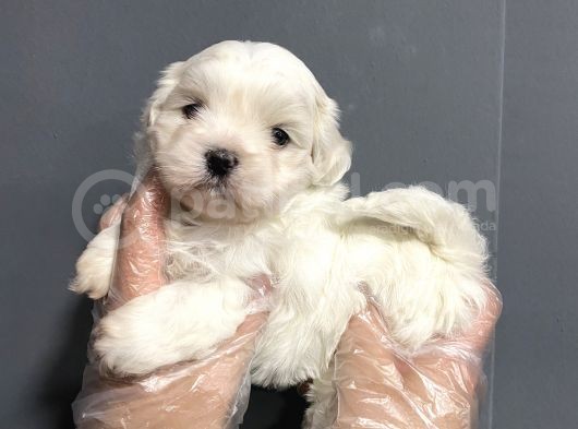 Mükemmel Kalite Maltese Terrier Yavruları görsel