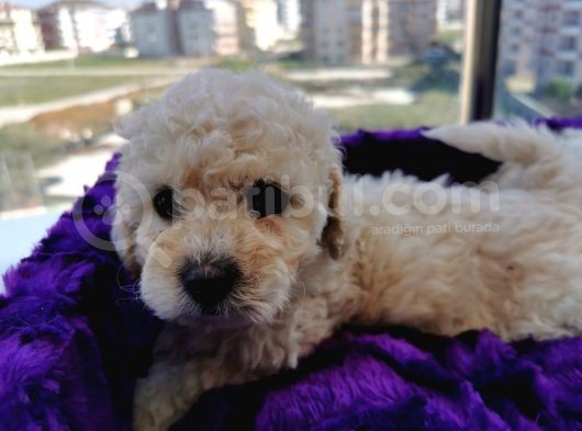 Poodle Değil Maltipoo görsel