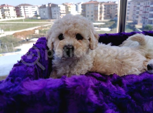 Poodle Değil Maltipoo görsel