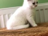 Yeni Yuvalarına Gitmeye Hazır Karbeyazı Scottish Bebek