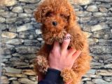 Red Brown Koyu Kızıl Erkek Toy Poodle Yavrumuz