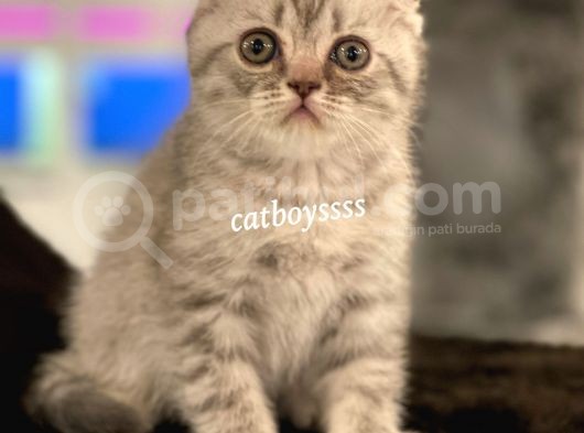 Blue Tabby Scottish Fold Erkek Yavrumuz görsel