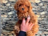 Red Brown Koyu Kızıl Erkek Toy Poodle Yavrumuz