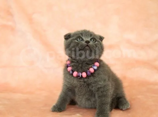Di̇şi̇ Erkek Scottish Fold Yavru