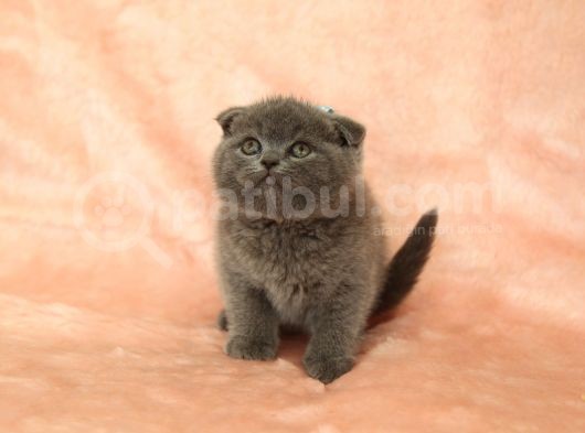 Di̇şi̇ Erkek Scottish Fold Yavru görsel