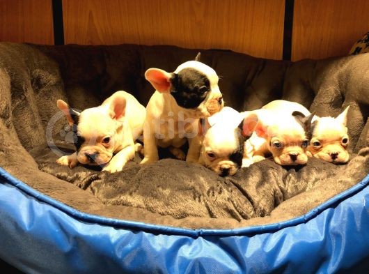 Safkan French Bulldog Bebekler görsel