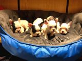 Safkan French Bulldog Bebekler