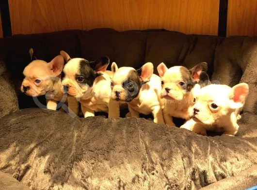 Safkan French Bulldog Bebekler
