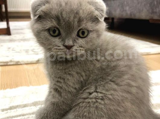 Dişi Tam Bir Şapşik Olan Yavrumuz Yeni Sahibini Arıyor görsel
