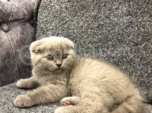 Dişi Tam Bir Şapşik Olan Yavrumuz Yeni Sahibini Arıyor görsel