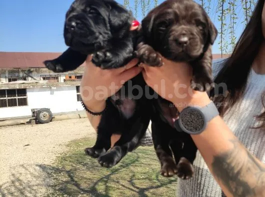 Safkan Labrador Retri̇ever Irk Garanti̇li̇