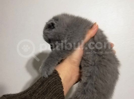 Bebeğimiz Anne Altından Olup Irkına Sadık Tek Yavrularımızdır görsel