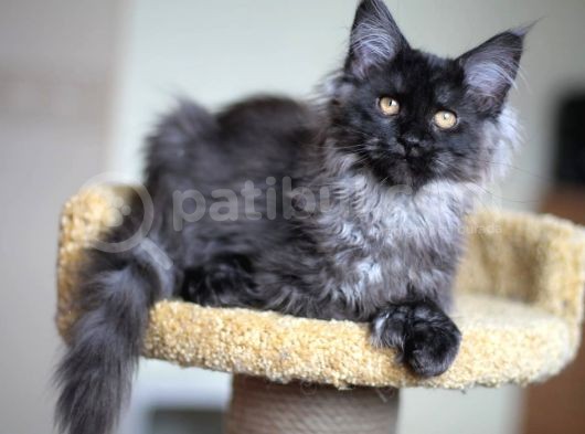 Xl Maine Coon Secereli Black Smoke Dişi görsel