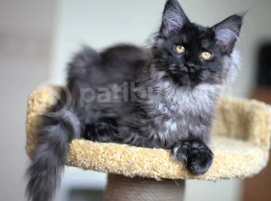 Xl Maine Coon Secereli Black Smoke Dişi