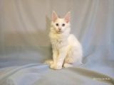Xl Maine Coon White Blue Eyed & Odd Eyed