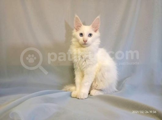 Xl Maine Coon White Blue Eyed & Odd Eyed görsel