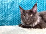 Xl Maine Coon Blue Smoke Dişi