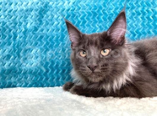 Xl Maine Coon Blue Smoke Dişi görsel