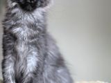 Xl Maine Coon Secereli Black Smoke Dişi