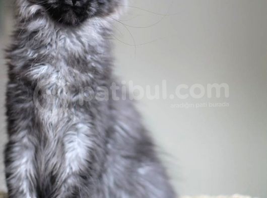 Xl Maine Coon Secereli Black Smoke Dişi görsel