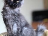 Xl Maine Coon Secereli Black Smoke Dişi