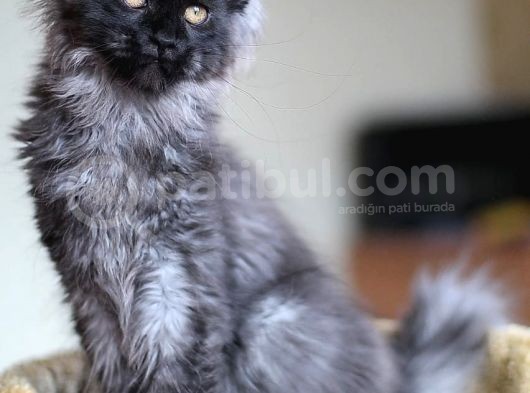 Xl Maine Coon Secereli Black Smoke Dişi görsel
